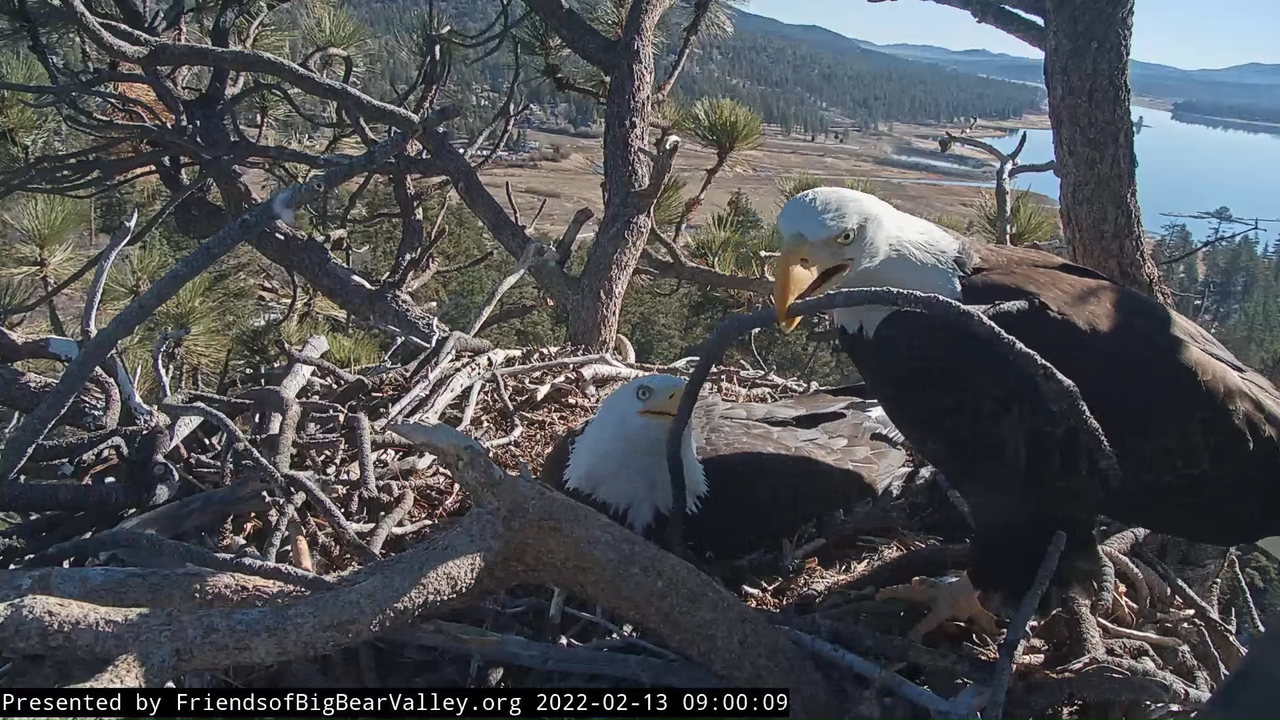 Big Bear Bald Eagle Live Nest Cam 11-58-25 screenshot (1)
