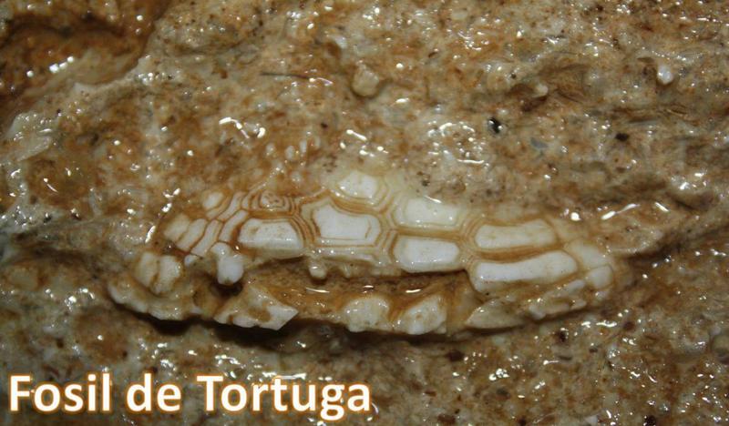 DE TORTUGAS Y PEREZOSOS. COSTA RICA 2019 - Blogs de Costa Rica - DIA 9: CAVERNAS DE VENADO (37)