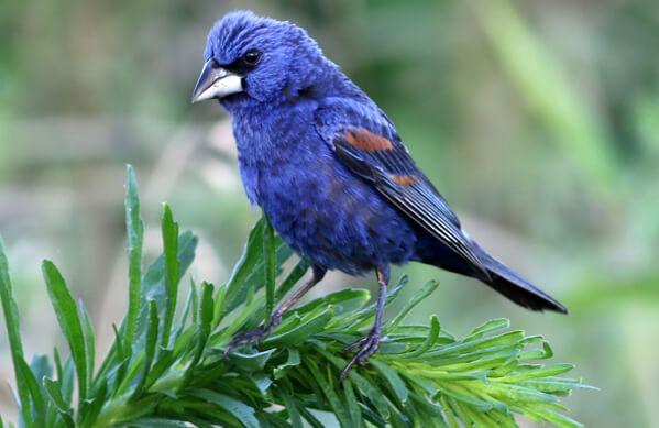 Blue Grosbeak And Indigo Bunting