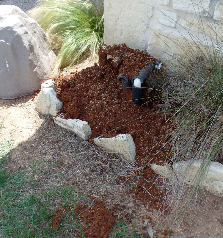 Fireants3