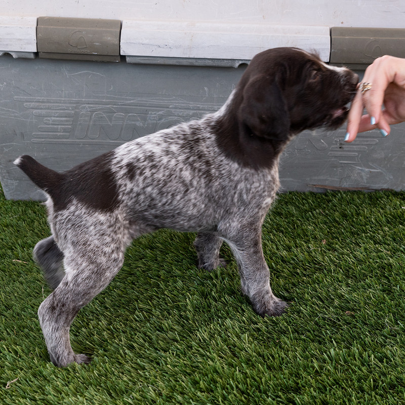 drive1400Puppies4-25-2019_0002