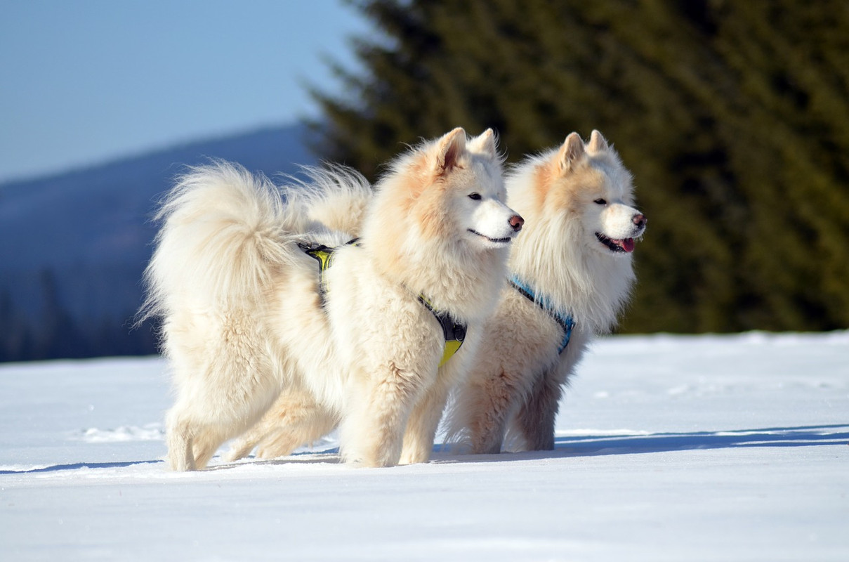 white-samoyed-3505715-1280.jpg