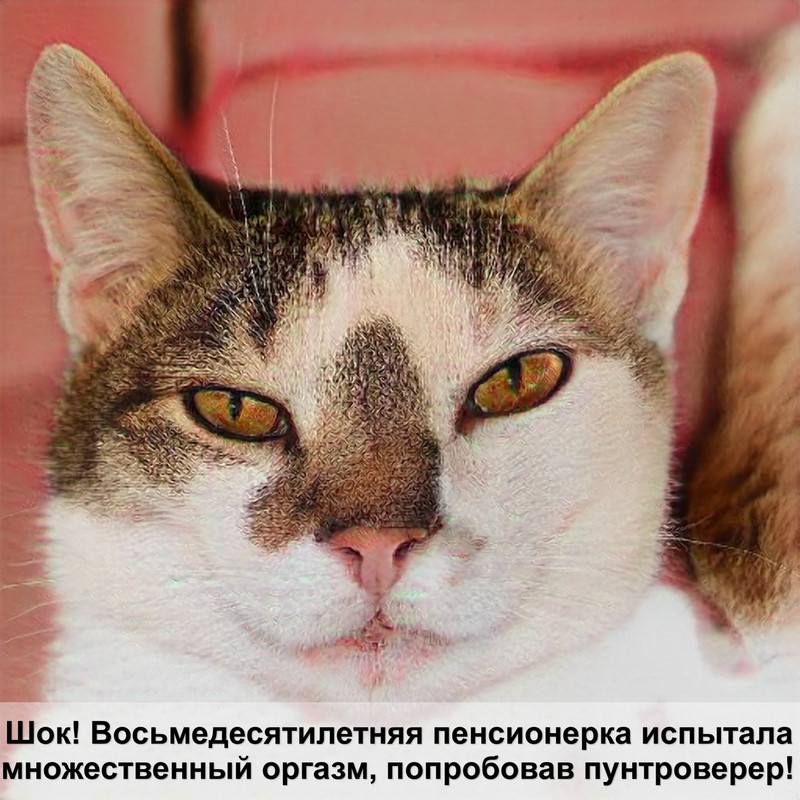 как отучить кошку кусаться