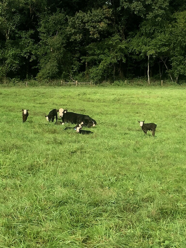 imagejpeg_0_02