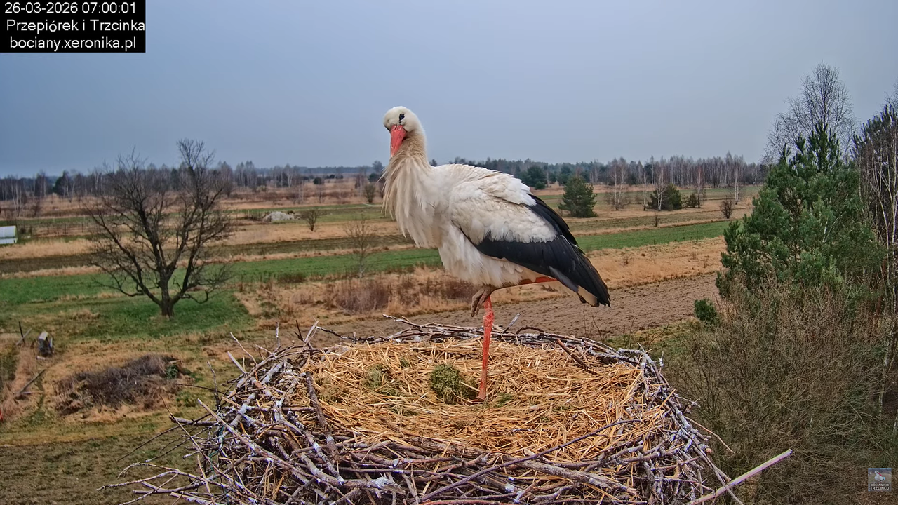 26032026bociany 16