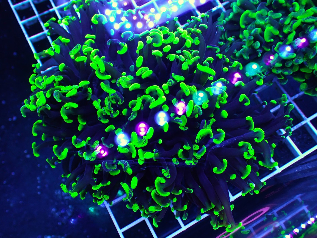 BROAQUA 布魯水族 珊瑚水族零售_照片_20240320_10