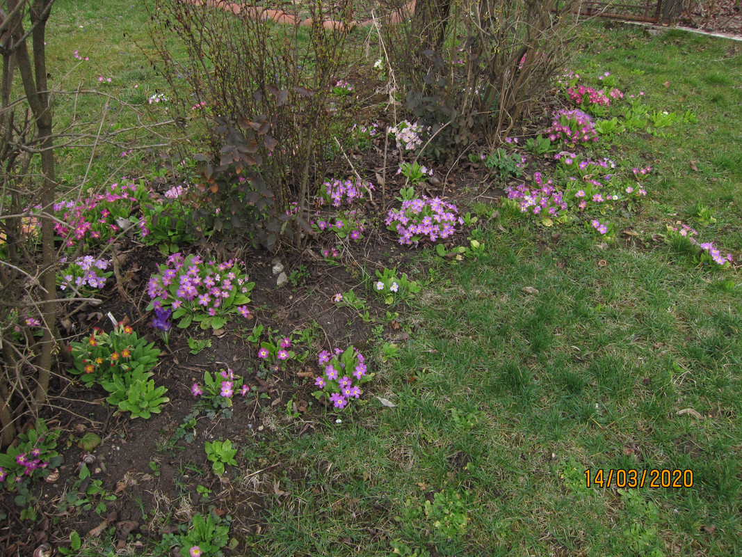 Иглика(Primula) - Page 121 - Форум HobbyKafe.com