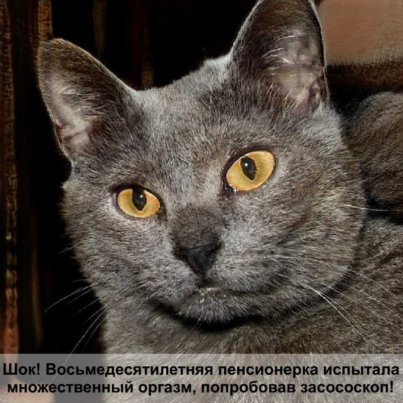 как избавить кошку от блох