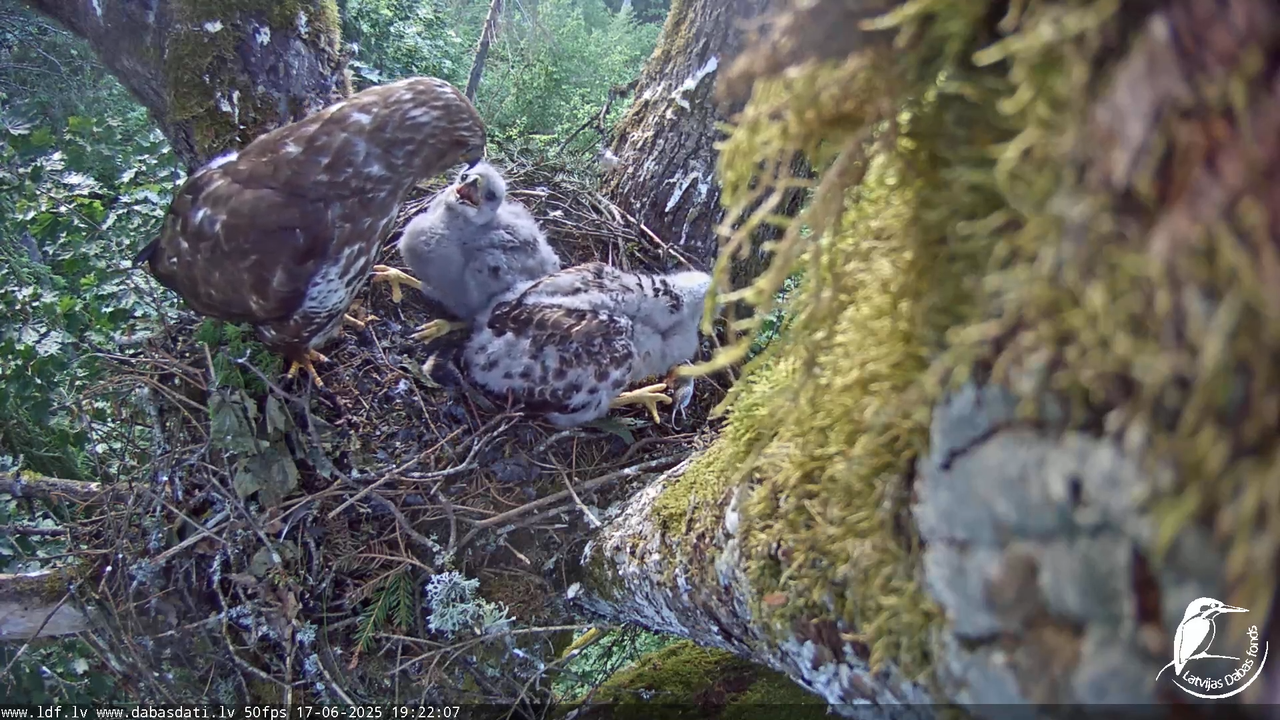 Melnās klijas (Milvus migrans) Kurzemē_ peļu klijāni (Buteo buteo) 12-54-37 screenshot