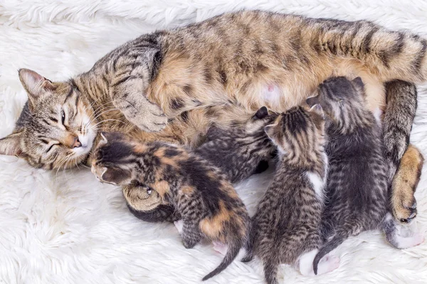 depositphotos 423876646 stock photo mother cat baby cat