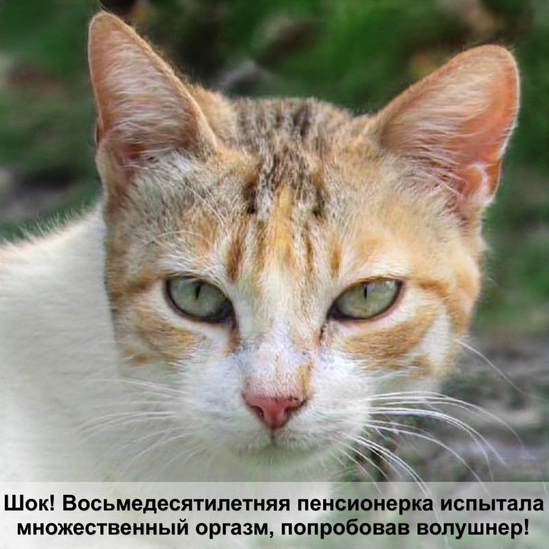 самая крупная кошка порода