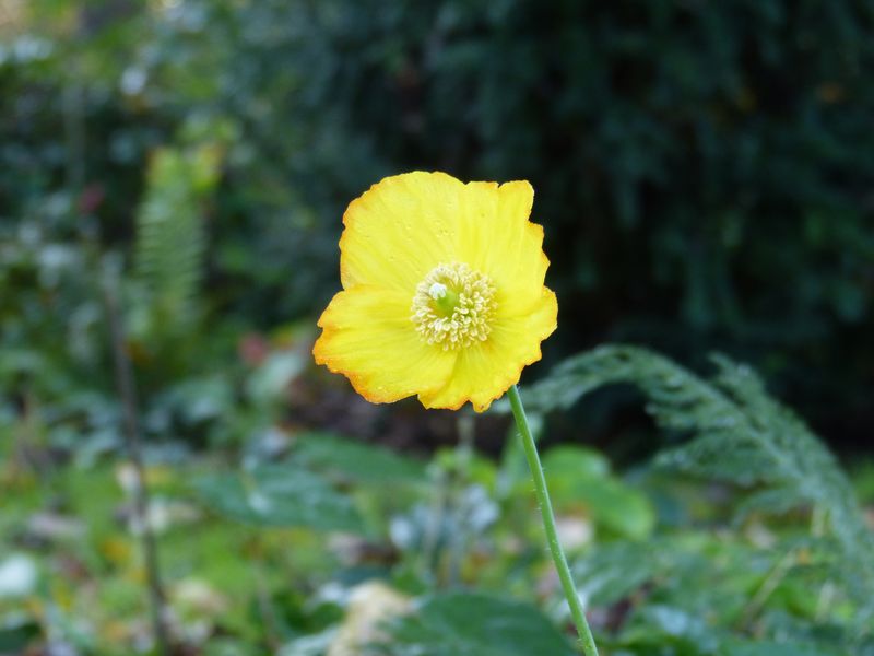2014-11-01 Novemberblüten 17