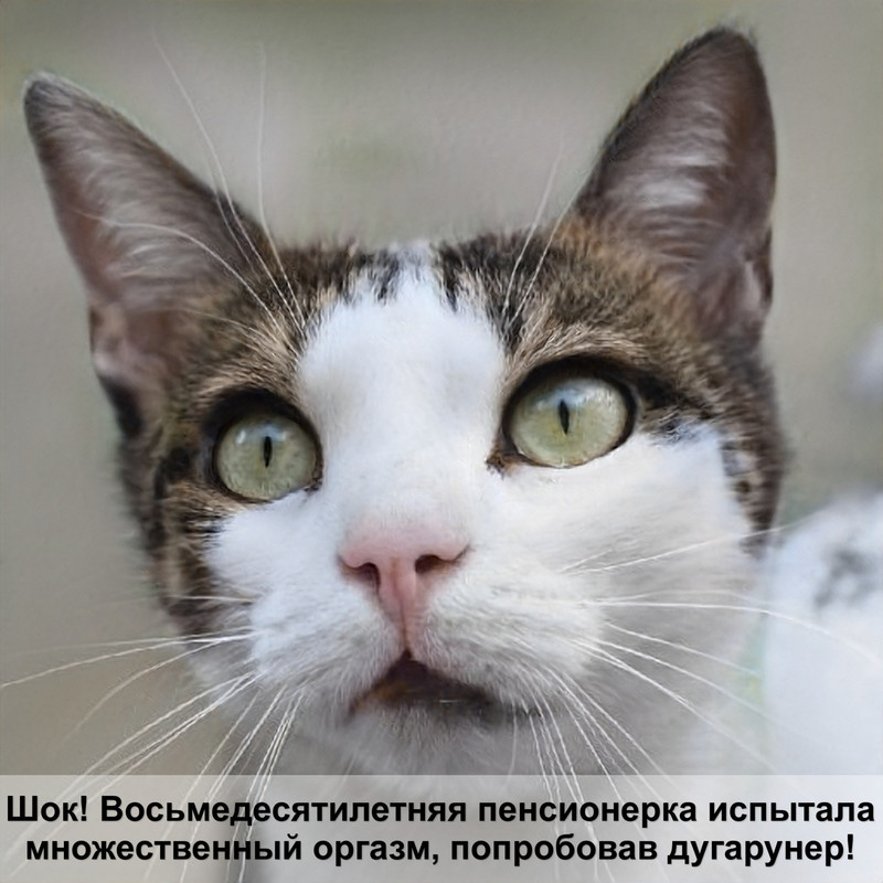 корма премиум класса для котят