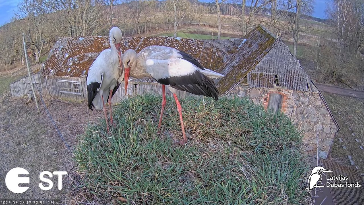 (16) Baltie stārķi (Ciconia ciconia) Tukuma novadā __ White storks in Tukums, Latvia - YouTube - 762