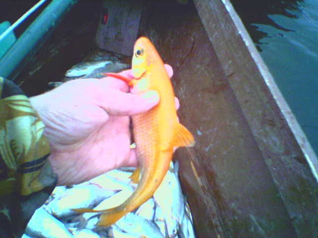 Золотая рыбка (2)