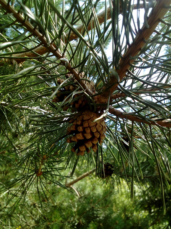 IMG_20170725_110225_3CS