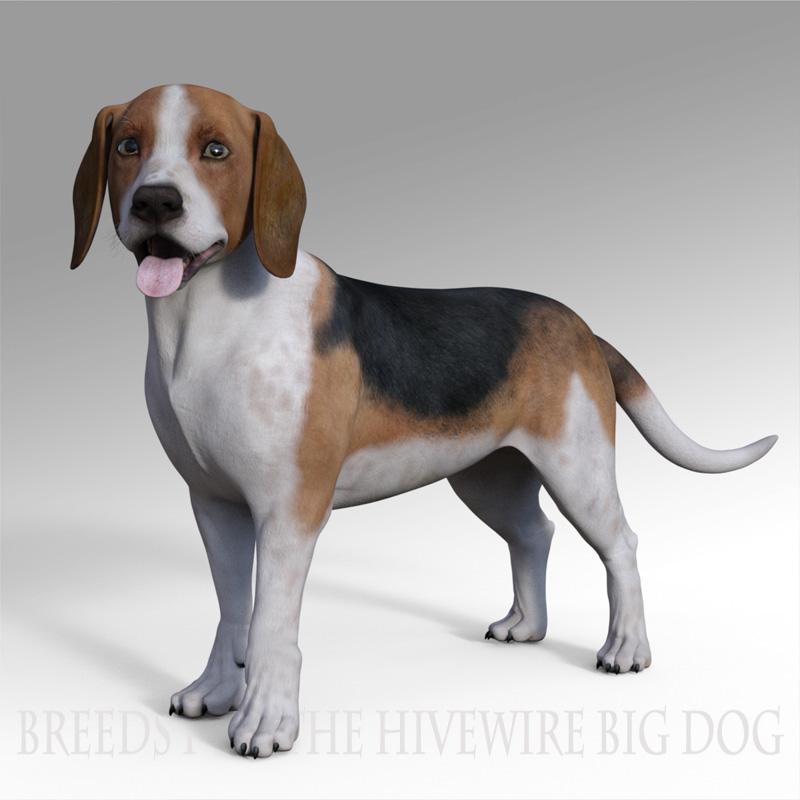hwbd Breeds Beagle02 jpg 100953