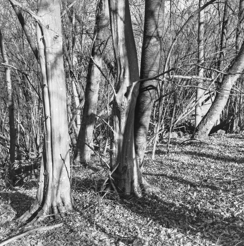 Rolleiflex WF_26feb2022_12 (1272x1280)