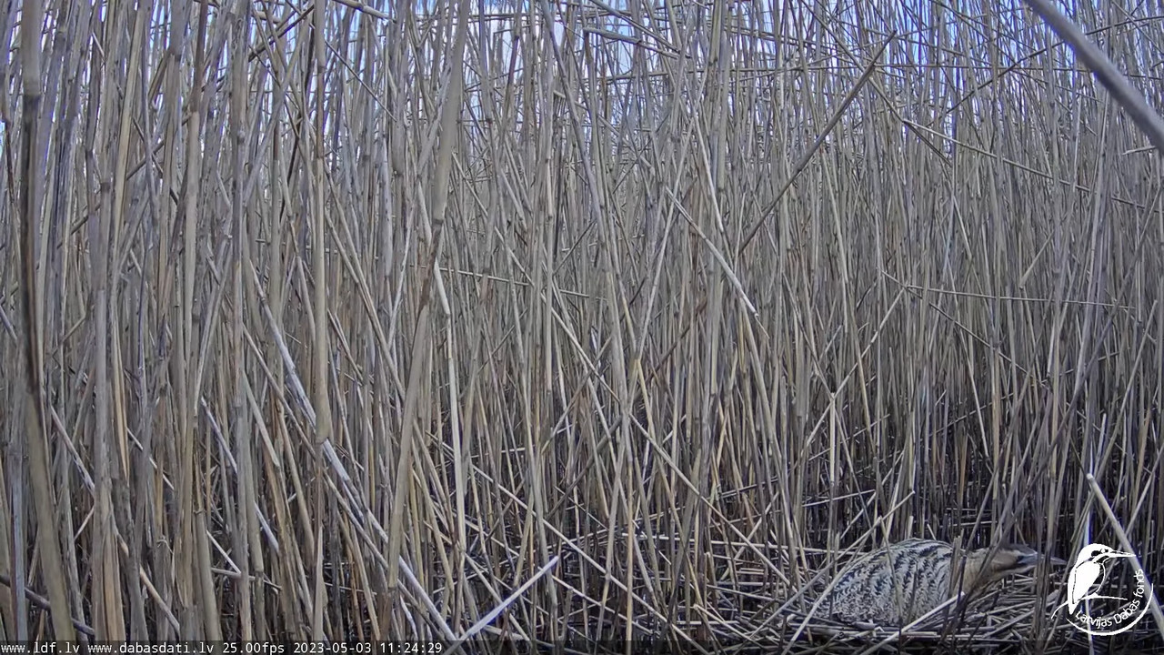 Lielais dumpis (Botaurus stellaris) Engurē - LDF tiešraide 11-28-21 screenshot