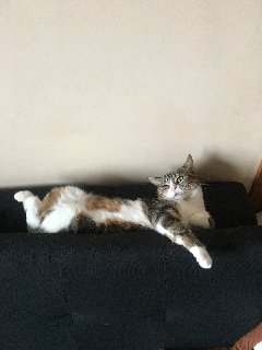 95-F6-CEFE-B526-40-F2-A0-CC-263-E2-D13-B