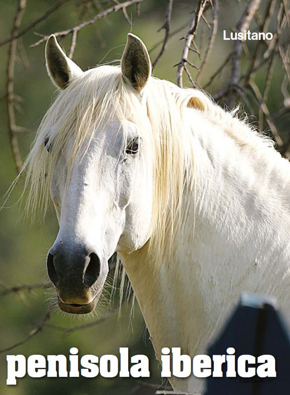 Il Mio Cav (Set-Ott 2024) 6