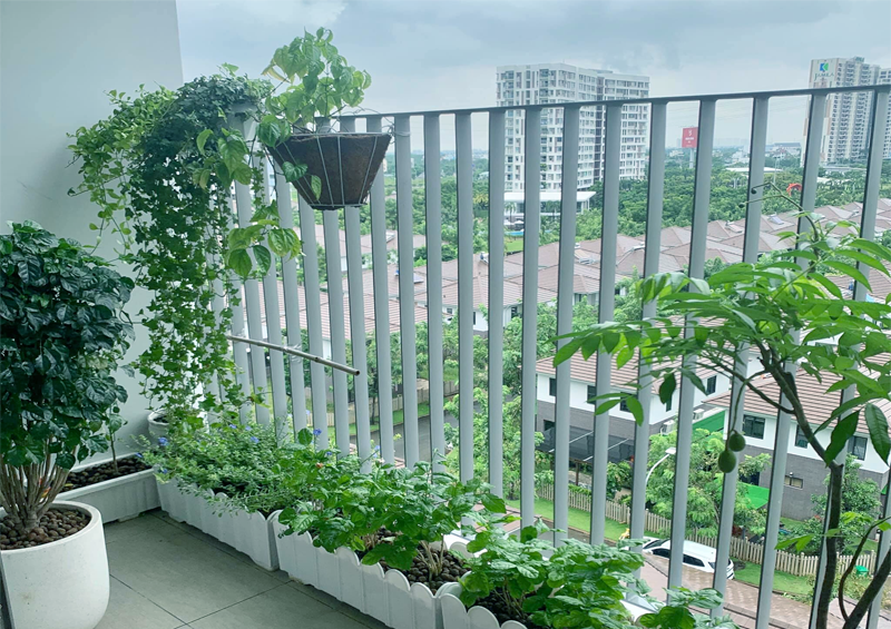 Balcony - Vườn rau mini