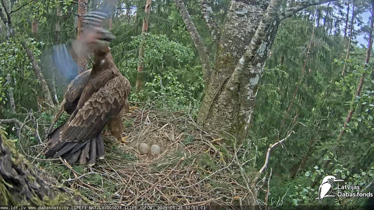 Mazais ērglis (Clanga pomarina), ligzda bērzā 13-5-48 screenshot (1)