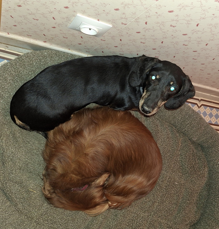 [Image: 20240319-205531.jpg]