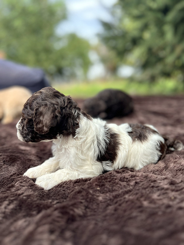Lagotto Romagnolo female puppy for sale – Ideal Dale Energia – 27 days old – photo 3 – white and brown coat with beautiful markings