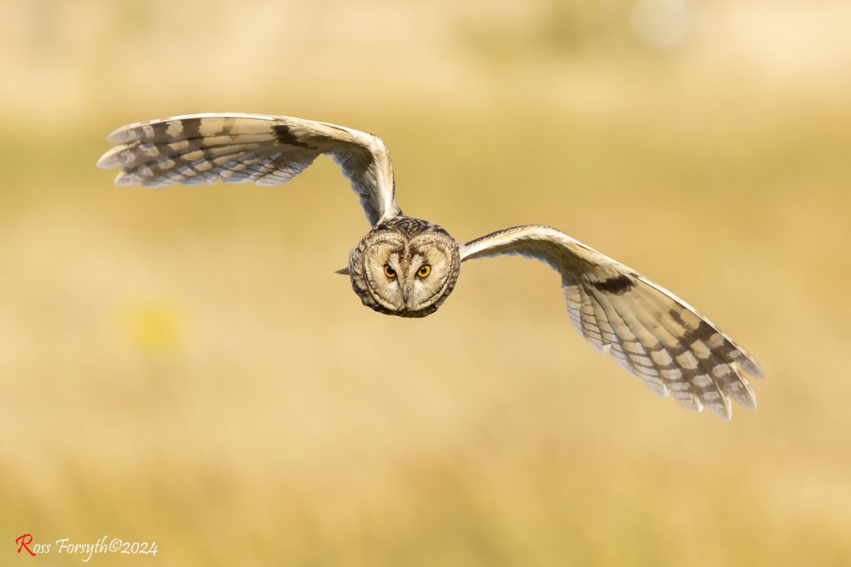 20240807-_5RF3057-CR3