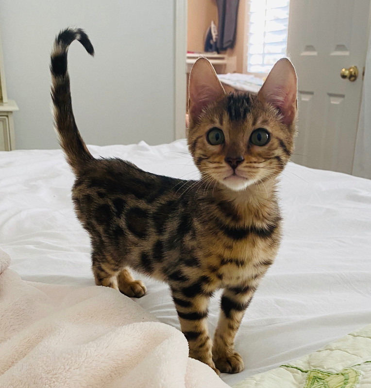 2CFCCC11-6F95-4F4E-B91E-334E96859C27