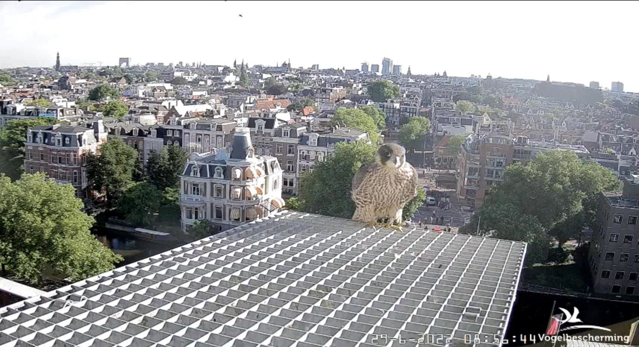 Amsterdam/Rijksmuseum screenshots © Beleef de Lente/Vogelbescherming Nederland - Pagina 34 Video-2022-06-29-085848-Moment-13