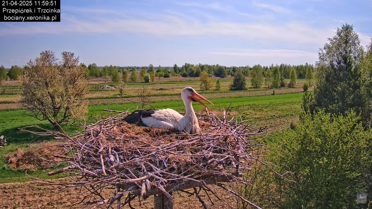 21042025bociany12