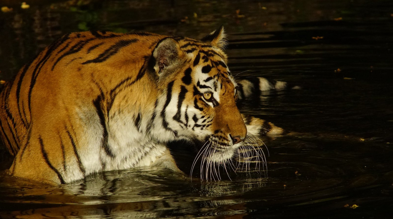 orange-tiger.jpg