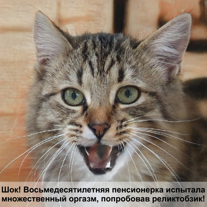 кастрация кошки