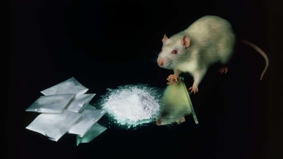 [Obrazek: image.png]