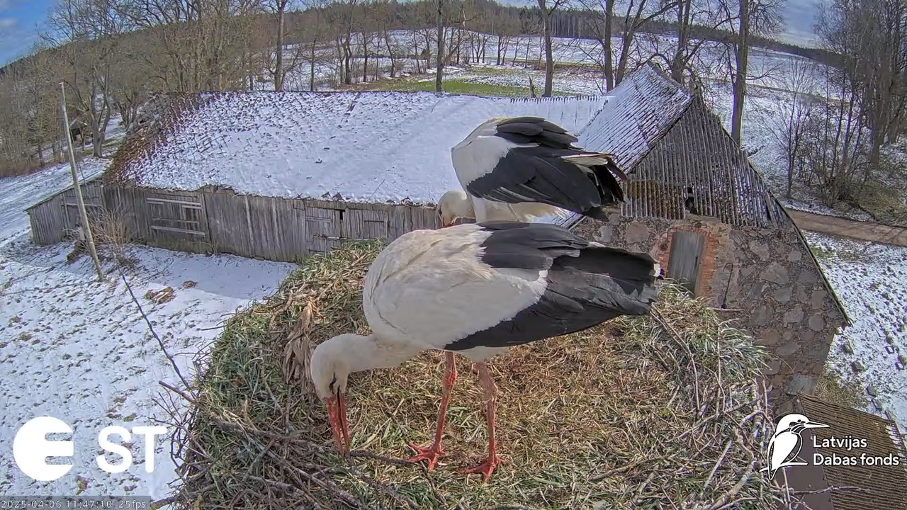 (8) Baltie stārķi (Ciconia ciconia) Tukuma novadā __ White storks in Tukums, Latvia - YouTube - 751_
