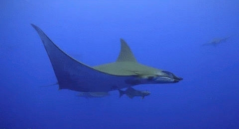mantas.gif
