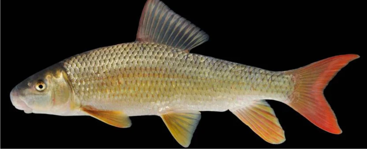 36DDF1E8-9DA1-4CE5-9527-0BC987FEBF80