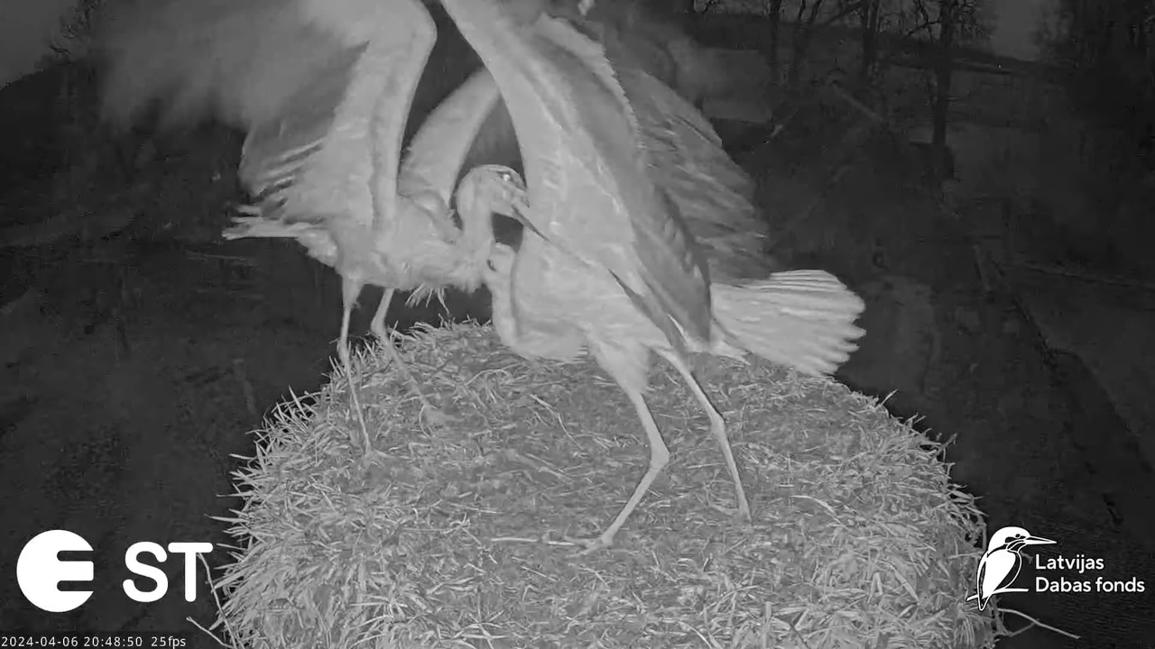 Baltie stārķi (Ciconia ciconia) Tukuma novadā - LDF tiešraide __ White storks in Tukums, Latvia 11-2