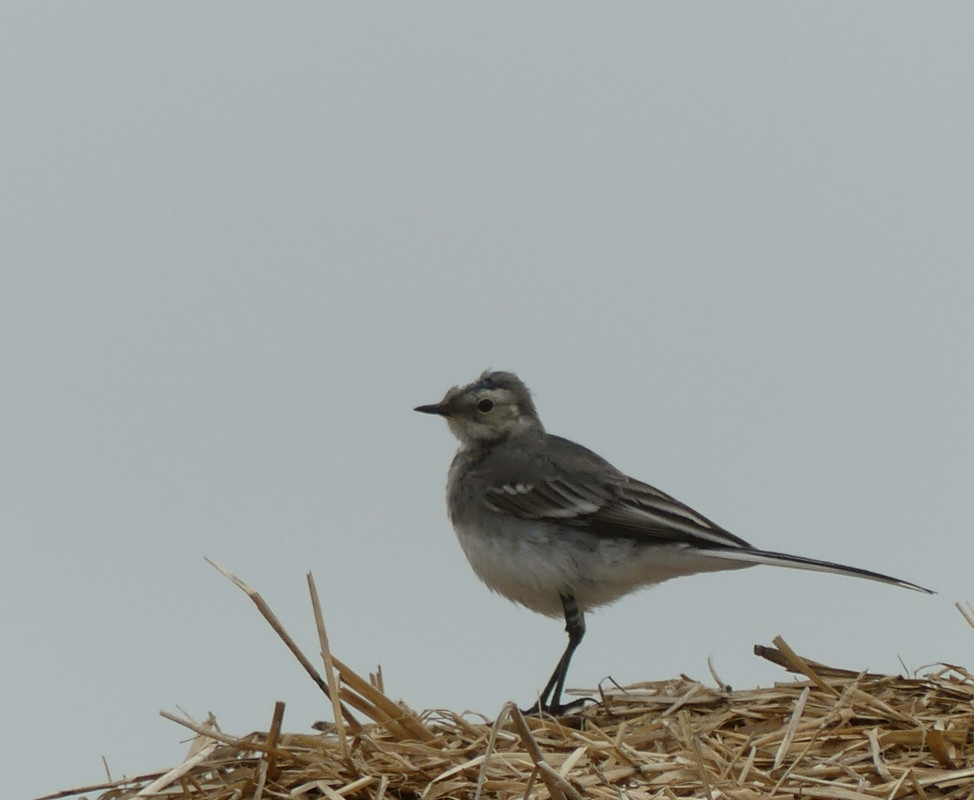YOUNG WAGTAIL 1 150724