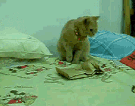surprise.gif