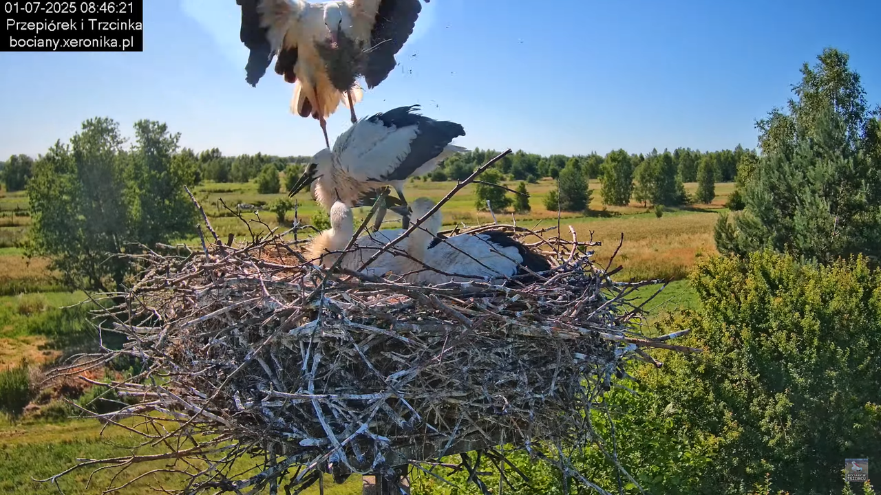 01072025bociany20