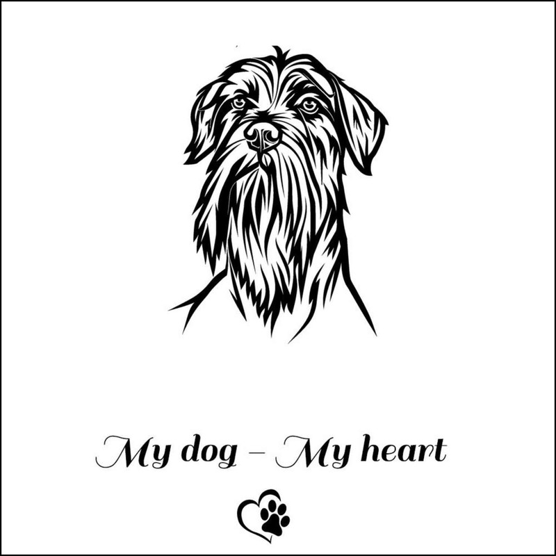 Wirehaired Pointing Griffon ()