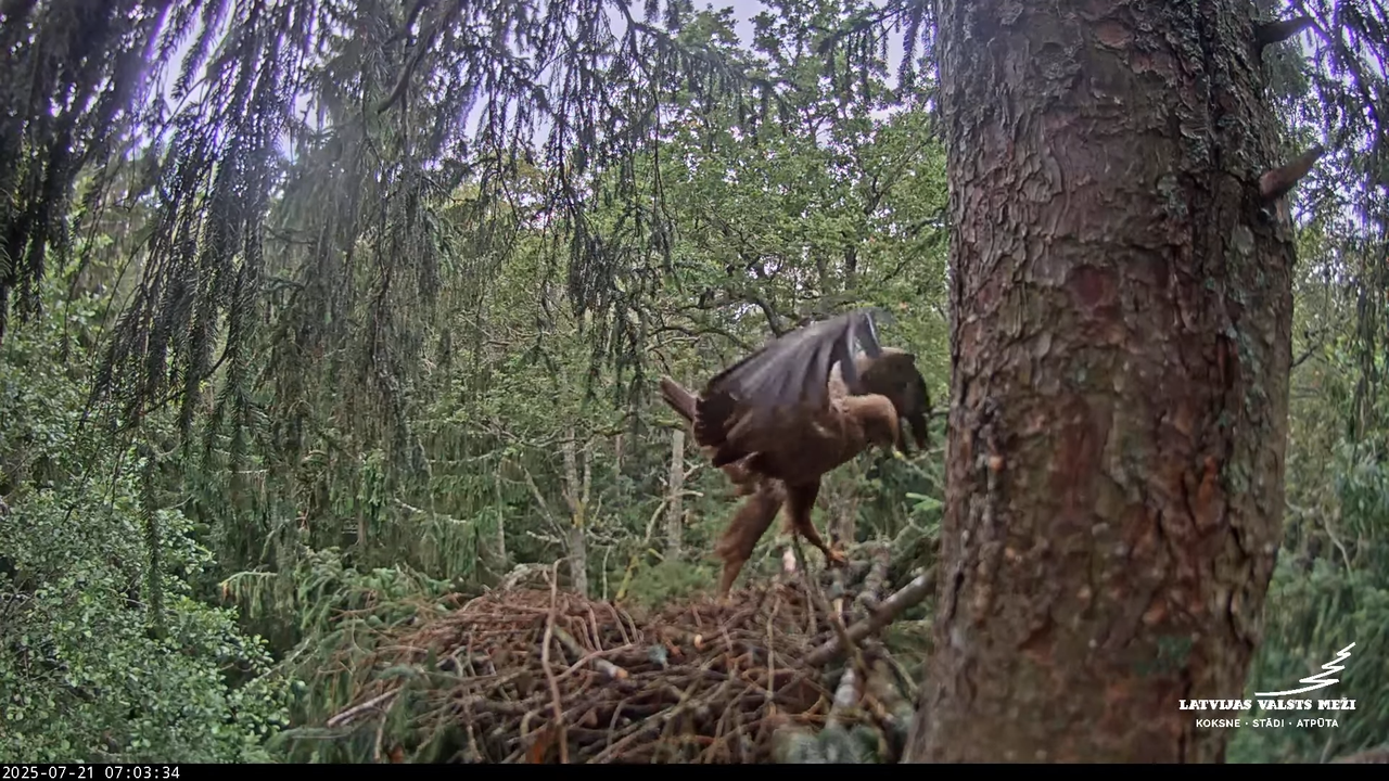 LVM mazais ērglis Lisiņa, egle – Lesser Spotted Eagle 4-48-58 screenshot