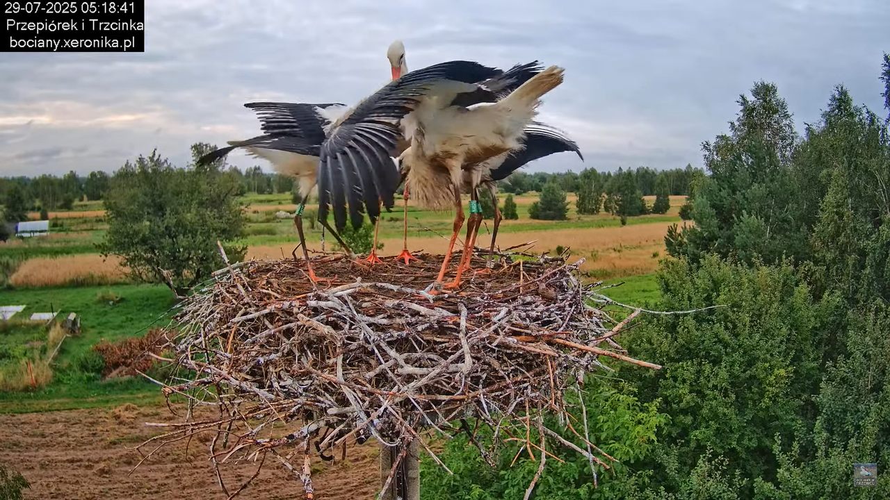 29072025bociany2