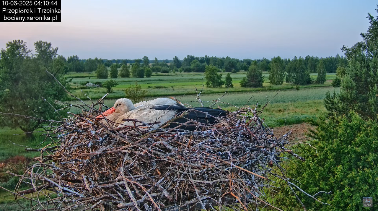 10062025bociany3
