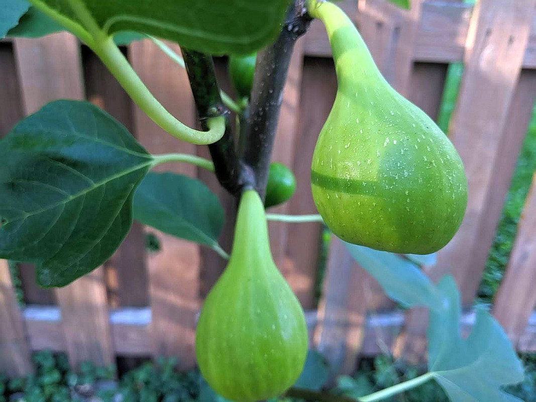 Troiano Calabrese 07-01-2019