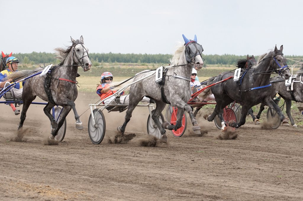 Тренинг и испытания лошадей. Ипподром 2. Ульяновский ипподром. Бега рысаков под седлом. Московский ипподром скачки.