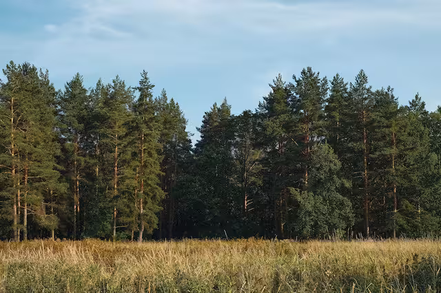 forest-glade-tegen-de-achtergrond-van-een-dennenbos-zomer-zonsondergang-achtergrond-blauwe-hemel-met.avif